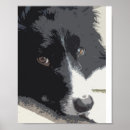 Pesquisar por de border collie pósteres pôsteres Cão