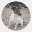 Pesquisar por hunde Terrier