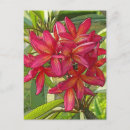 Pesquisar por plumeria cartoes postais Floral