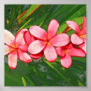 Pesquisar por plumeria pôsteres Hawaii