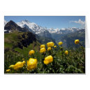 Pesquisar por cumprimento amarelo da flor Cumprimentos