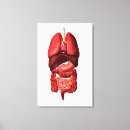 Pesquisar por intestinos impressão de canvas Pâncreas