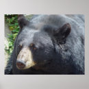 Pesquisar por urso preto pôsteres Ursos