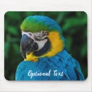 Pesquisar por papagaio azul Animal