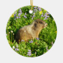 Pesquisar por marmota ornamentos Vida selvagem