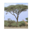 Pesquisar por áfrica bloco de notas Safari