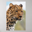 Pesquisar por animais selvagens africanos pôsteres Leopardo