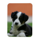 Pesquisar por cão de border collie imas Filhote de cachorro