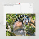 Pesquisar por lemurs cartoes postais Madagascar
