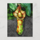 Pesquisar por planta carnívora cartoes postais Tropicais
