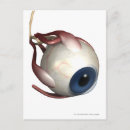 Pesquisar por olhos humanos cartoes postais Pessoas