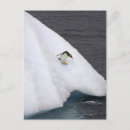 Pesquisar por pinguins bonitos cartoes postais Comprimento do cheio