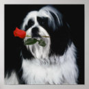 Pesquisar por shih tzu pósteres pôsteres Raça