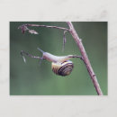 Pesquisar por molusco cartoes Natureza