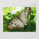Pesquisar por borboletas tropicais cartoes postais Natureza