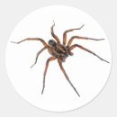 Pesquisar por aranhas adesivos Fobia
