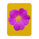 Pesquisar por aumentou imas Rosa