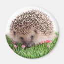 Pesquisar por hedgehog imas Animal