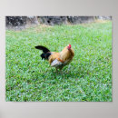 Pesquisar por havaianas pósteres pôsteres Animal