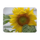 Pesquisar por sunflower imas Amarelo