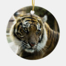Pesquisar por tigres ornamentos Qualquer pessoa