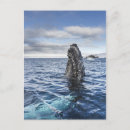 Pesquisar por outdoor cartoes postais Sea