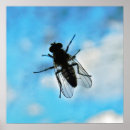 Pesquisar por abdômen pôsteres Animal