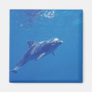 Pesquisar por cozumel imas Mar