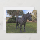 Pesquisar por cavalo clydesdale cartoes postais Fotografia