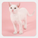 Pesquisar por gato branco adesivos Natureza
