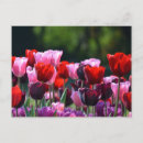 Pesquisar por roxo brilhante cartoes postais Natureza