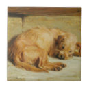 Pesquisar por cocker spaniels azulejos Canino