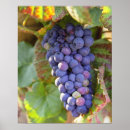 Pesquisar por pinot noir pôsteres Paisagem