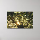 Pesquisar por raios sol de impressão de canvas Floresta
