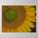 Pesquisar por pintura girassol pósteres pôsteres Amarelo
