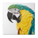 Pesquisar por papagaio tropical azulejos Animal