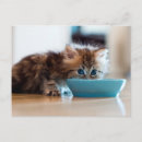 Pesquisar por kitten cartoes postais Azul