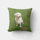 Pesquisar por golden retriever Animal