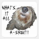 Pesquisar por snout Engraçado