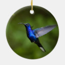 Pesquisar por colibris ornamentos Animais selvagens