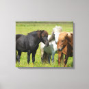 Pesquisar por islândia impressão de canvas Cavalo