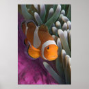 Pesquisar por posters dos peixes pósteres pôsteres Recife de coral