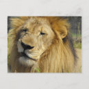 Pesquisar por homem leão cartoes postais Animal