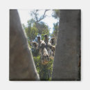 Pesquisar por giraffe imas Animais