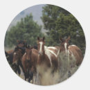 Pesquisar por mustang adesivos Grupo