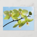 Pesquisar por orquídeas amarelas cartoes postais Fotografia