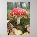 Pesquisar por cogumelos vermelhos pósteres pôsteres Toadstool