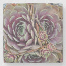 Pesquisar por cactos porta copos Botânica