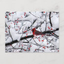 Pesquisar por cardeal norte cartoes postais Neve