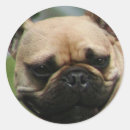 Pesquisar por frenchie adesivos Cães